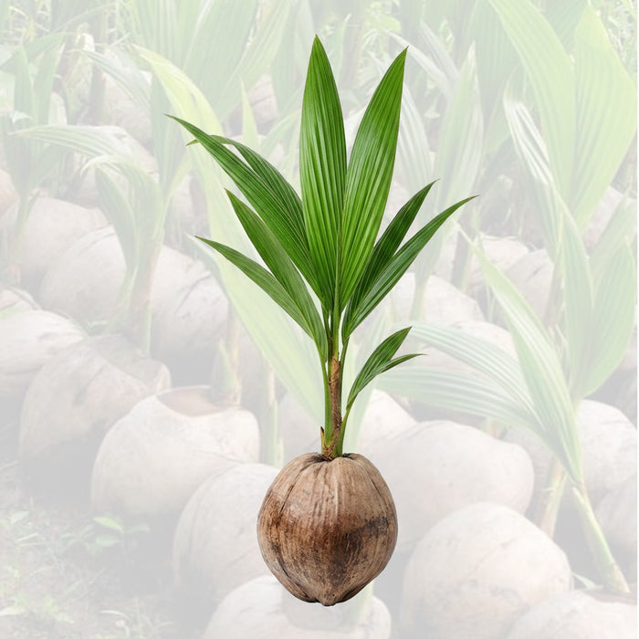 Coconut Palm (Malaysian)