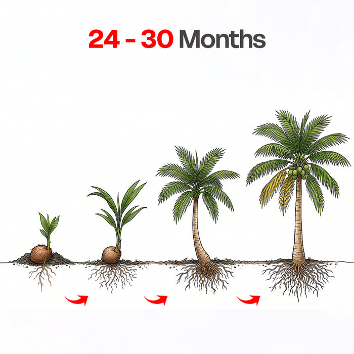 Coconut Palm (Malaysian)