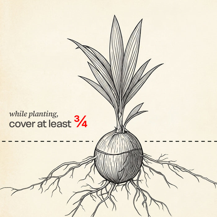Coconut Palm (Malaysian)